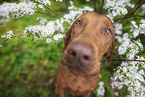 Magyar Vizsla Portrait