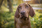 Magyar Vizsla Portrait