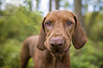 Magyar Vizsla Portrait