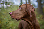 Magyar Vizsla Portrait