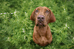 sitzender Magyar Vizsla