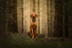 Magyar Vizsla im Wald