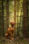 Magyar Vizsla im Wald