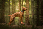 Magyar Vizsla im Wald