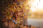 Magyar Vizsla im Herbst