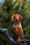 Magyar Vizsla im Sommer