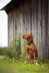 Magyar Vizsla im Sommer