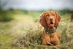 Magyar Vizsla im Sommer