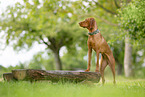 Magyar Vizsla im Sommer