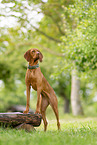 Magyar Vizsla im Sommer