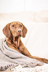 Magyar Vizsla in der Wohnung