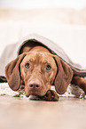 Magyar Vizsla in der Wohnung