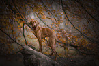 Magyar Vizsla im Herbst