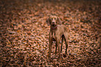 Magyar Vizsla im Herbst