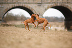 2 Magyar Vizsla