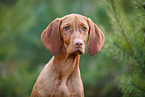 junger Magyar Vizsla