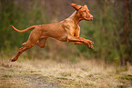 junger Magyar Vizsla