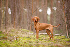 junger Magyar Vizsla