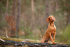 junger Magyar Vizsla