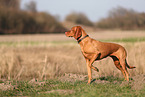 Magyar Vizsla im Herbst