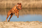 Magyar Vizsla im Herbst