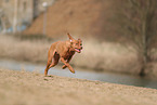 Magyar Vizsla im Herbst