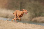 Magyar Vizsla im Herbst