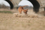 Magyar Vizsla im Herbst