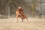 2 Magyar Vizsla