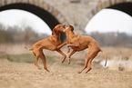 2 Magyar Vizsla