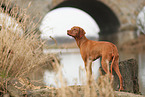 Magyar Vizsla im Herbst