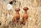 2 Magyar Vizsla