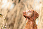 Magyar Vizsla im Herbst