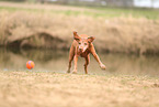 Magyar Vizsla im Herbst