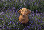 Magyar Vizsla im Sommer