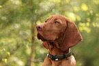 junger Magyar Vizsla