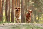 2 Hunde