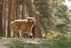 2 Hunde