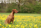 Magyar Vizsla