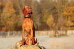 Magyar Vizsla