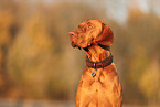 Magyar Vizsla