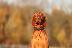 Magyar Vizsla