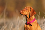 Magyar Vizsla