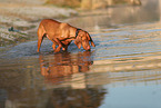 Magyar Vizsla