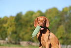 Magyar Vizsla