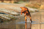 junger Magyar Vizsla