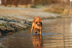 junger Magyar Vizsla