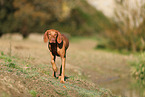 Magyar Vizsla