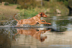 Magyar Vizsla