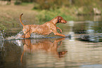 Magyar Vizsla